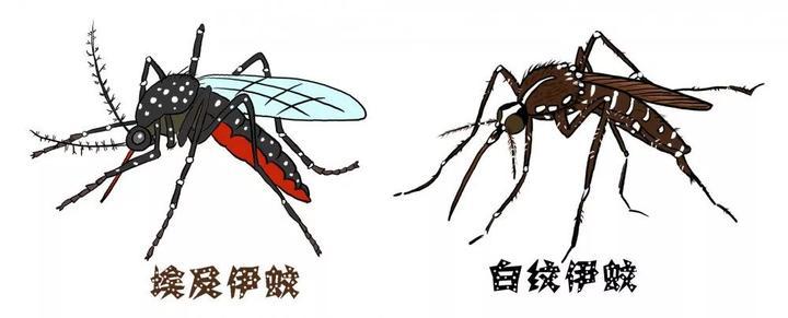 蚊子和登革热有啥关系，如何防蚊、灭蚊、防疫