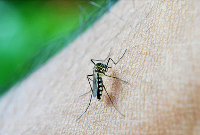蚊子到底能不能传播乙肝病毒