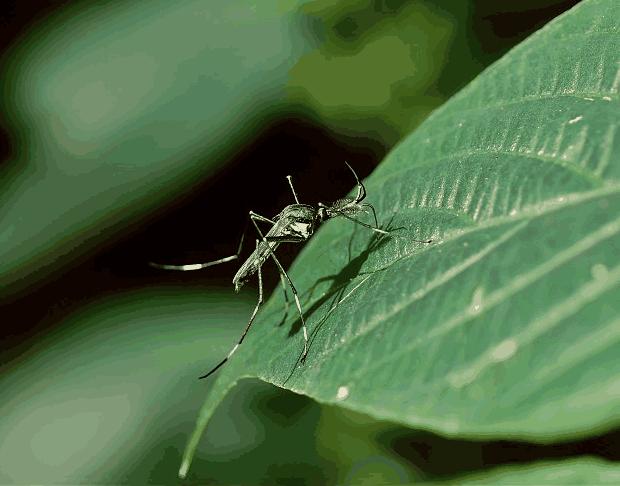 为什么广西是全国蚊虫最多的省份